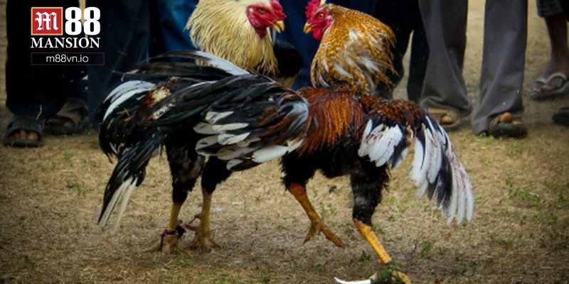 Tìm hiểu về cá cược đá gà trực tuyến tại M88